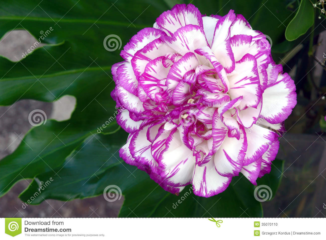 Carnations Stock Photo   Image  35070110