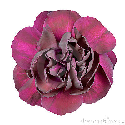 Dark Purple Carnation Flower Isolated On White Royalty Free Stock    