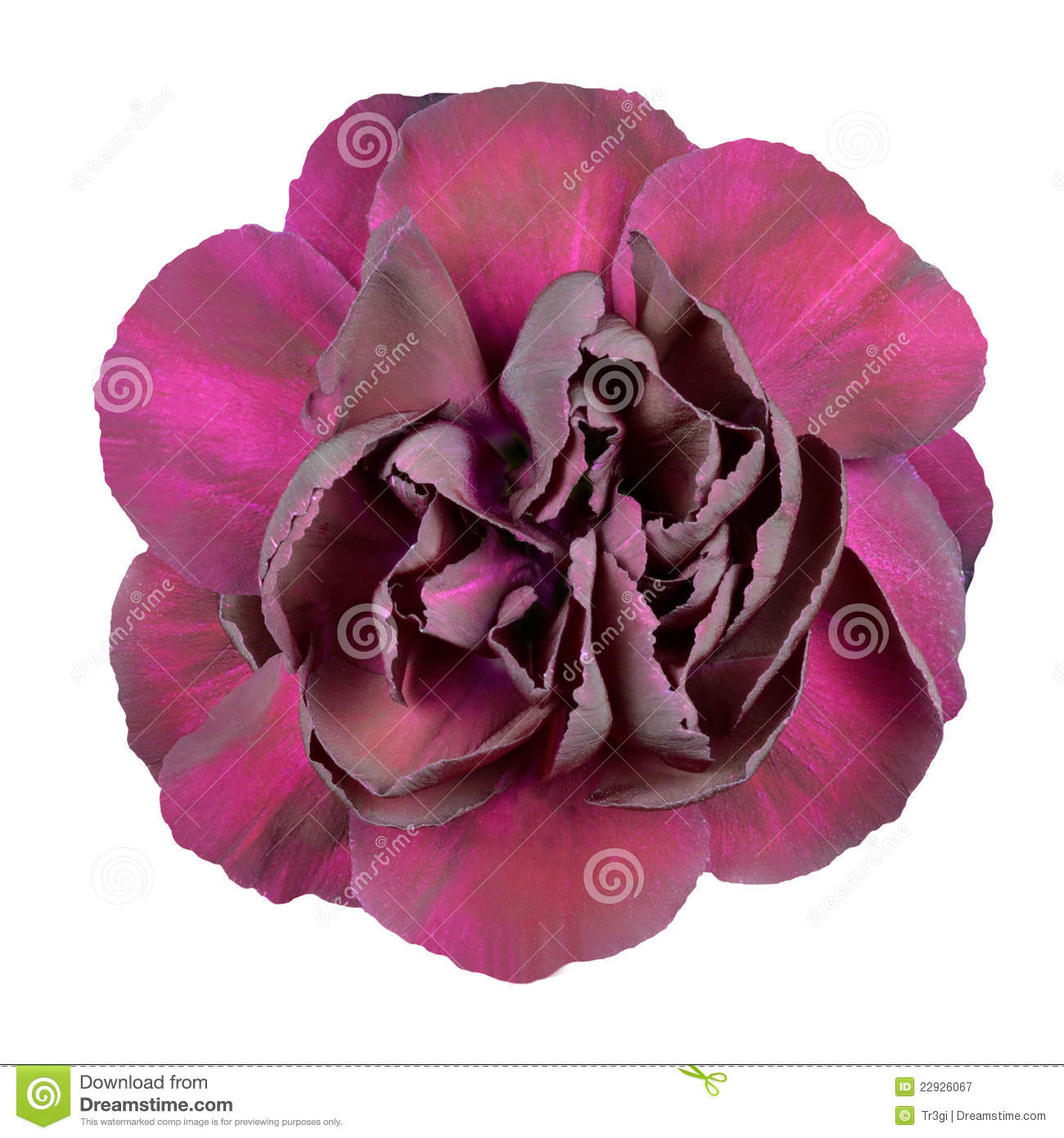 Dark Purple Carnation Flower Isolated On White Royalty Free Stock    