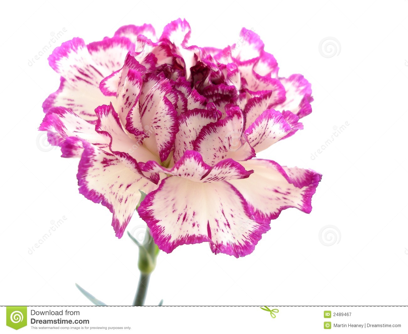 Isolated Purple And White Carnation On White