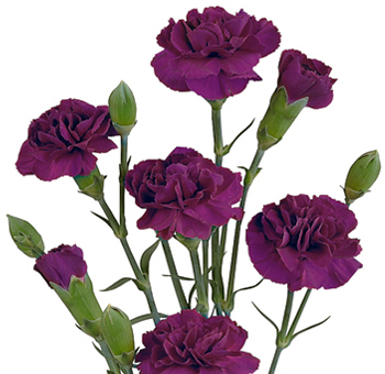 Mini Carnation Flowers   Bulk Wholesale Fresh Cut Mini Carnations