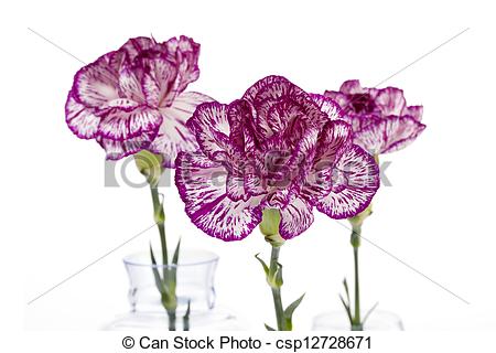 Picture Of Purple And White Carnation Flowers   Flower Head Of Purple