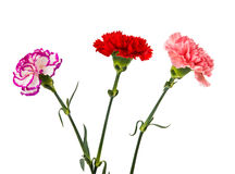 Pink Red Purple Carnation Flowers Royalty Free Stock Photos