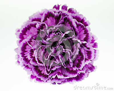 Purple Carnation Close Up Royalty Free Stock Photos   Image  27417588