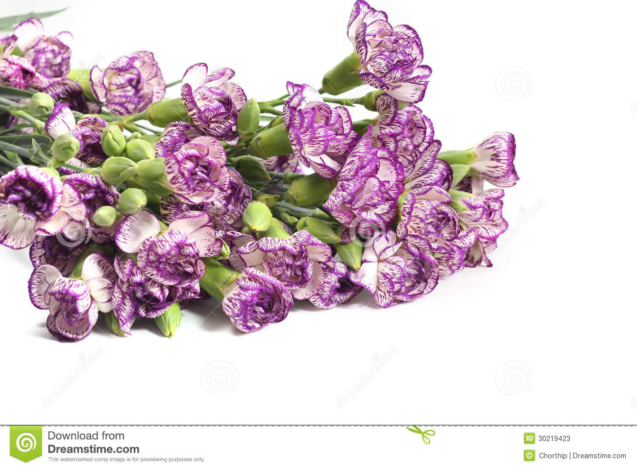 Purple Carnation Flower On White Background Stock Photos   Image    
