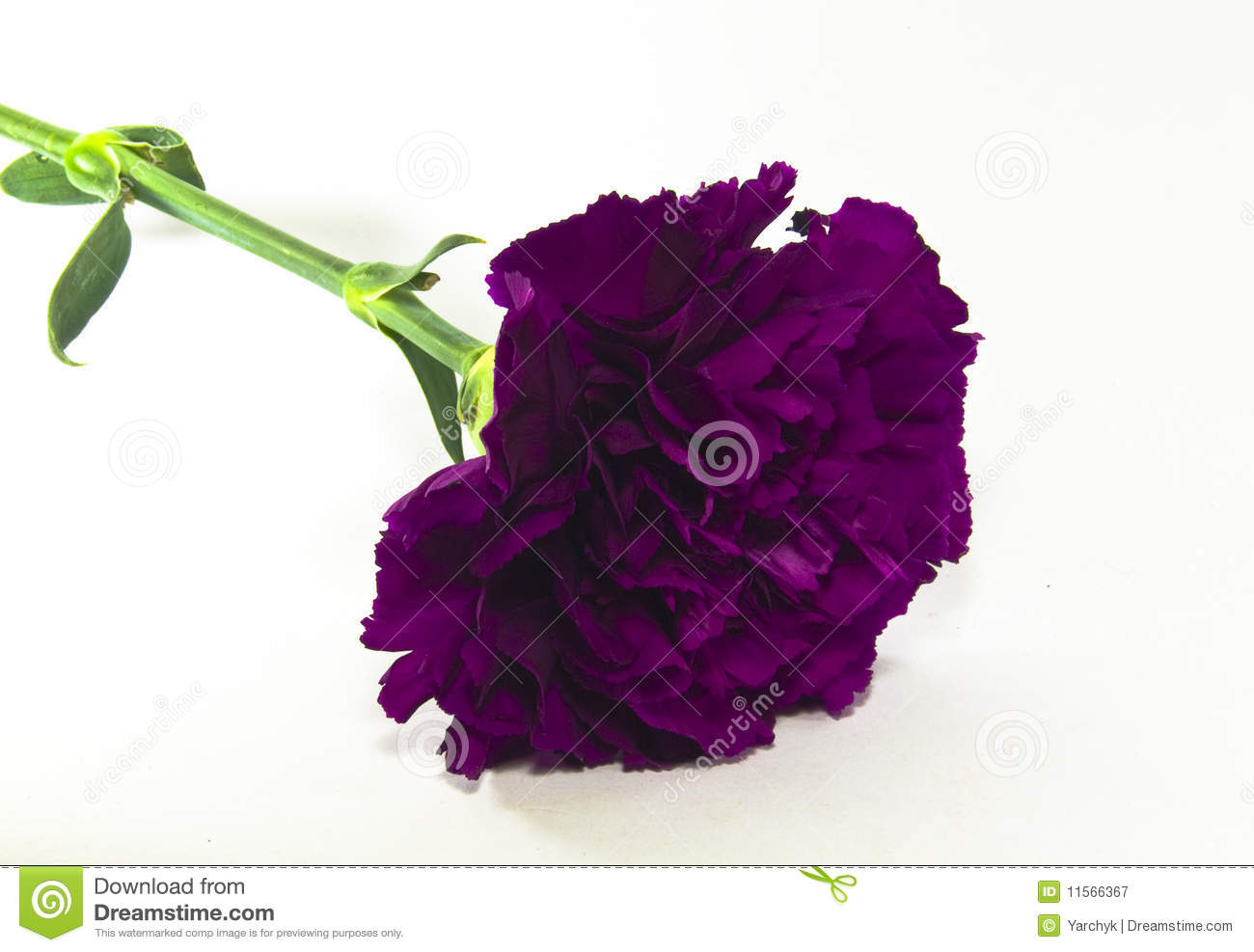 Purple Carnation Flower Royalty Free Stock Photography   Image