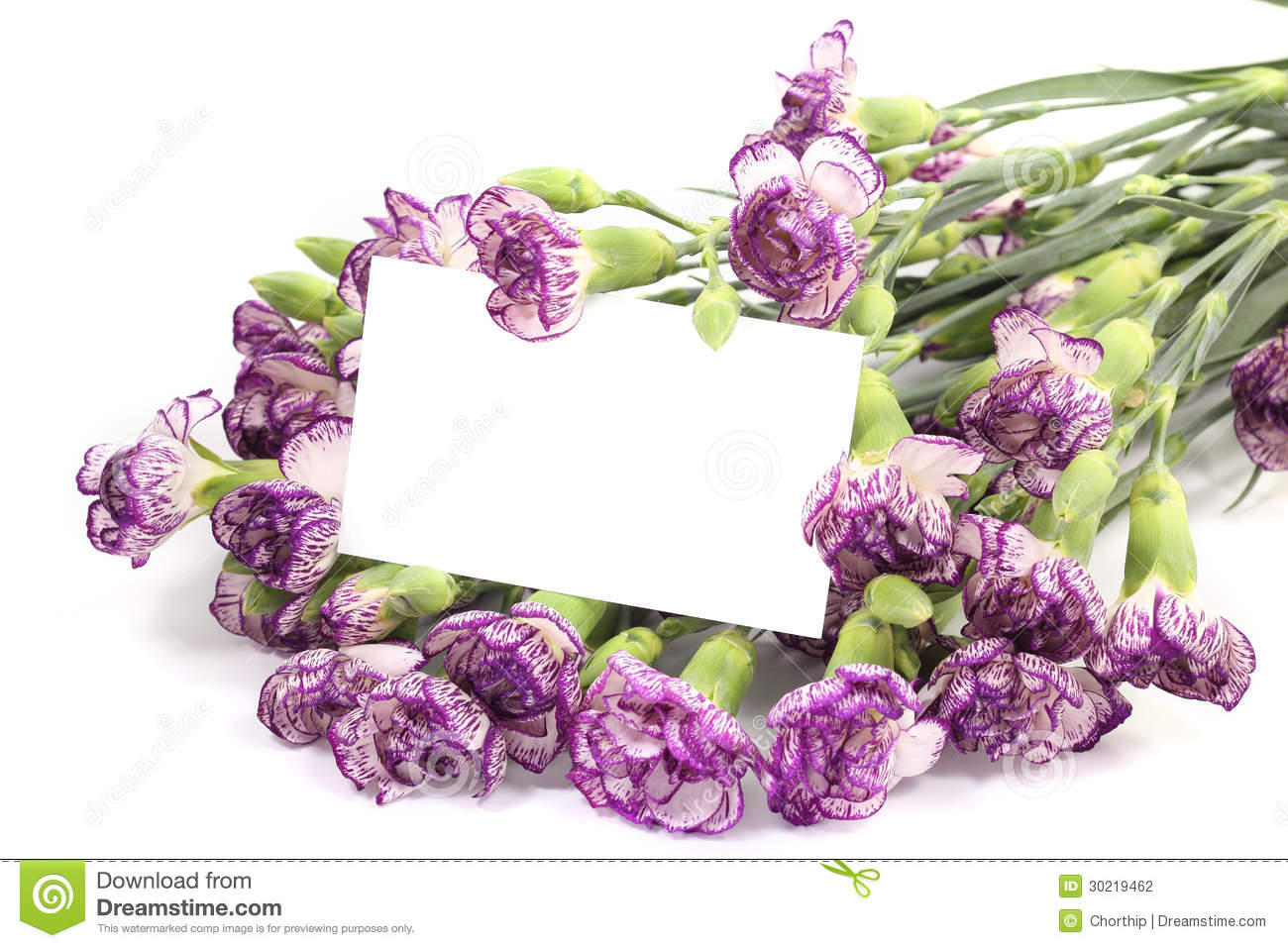 Purple Carnation Flower With Blank Card Stock Photography   Image