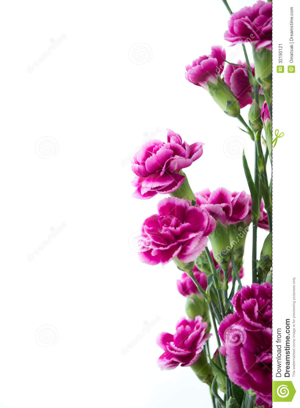 Purple Carnation Flowers Over White Background Stock Image   Image    
