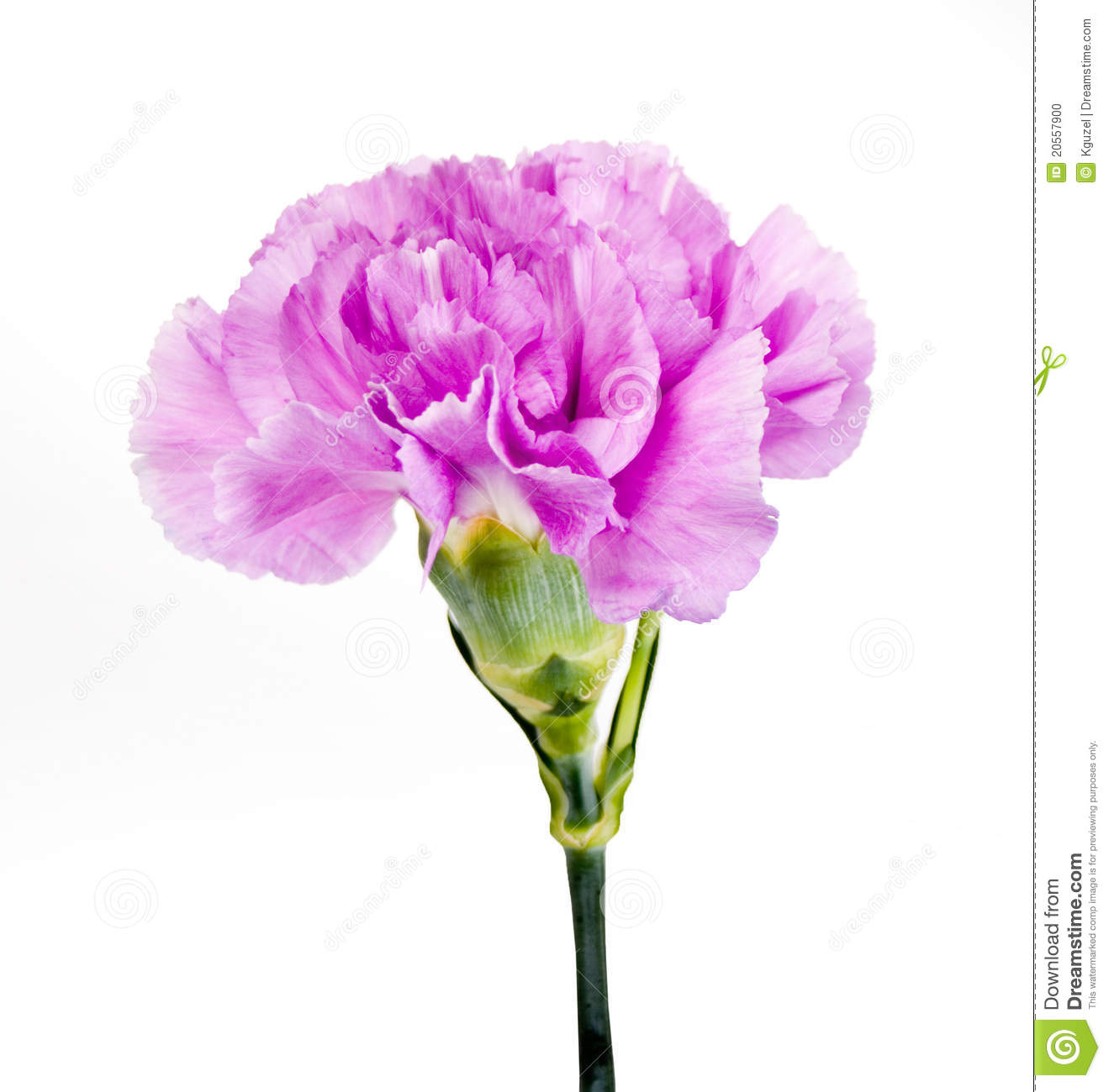 Purple Carnation Stock Photo   Image  20557900