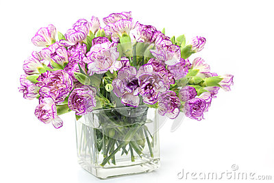 Purple Carnations Flower On White Background Royalty Free Stock Image