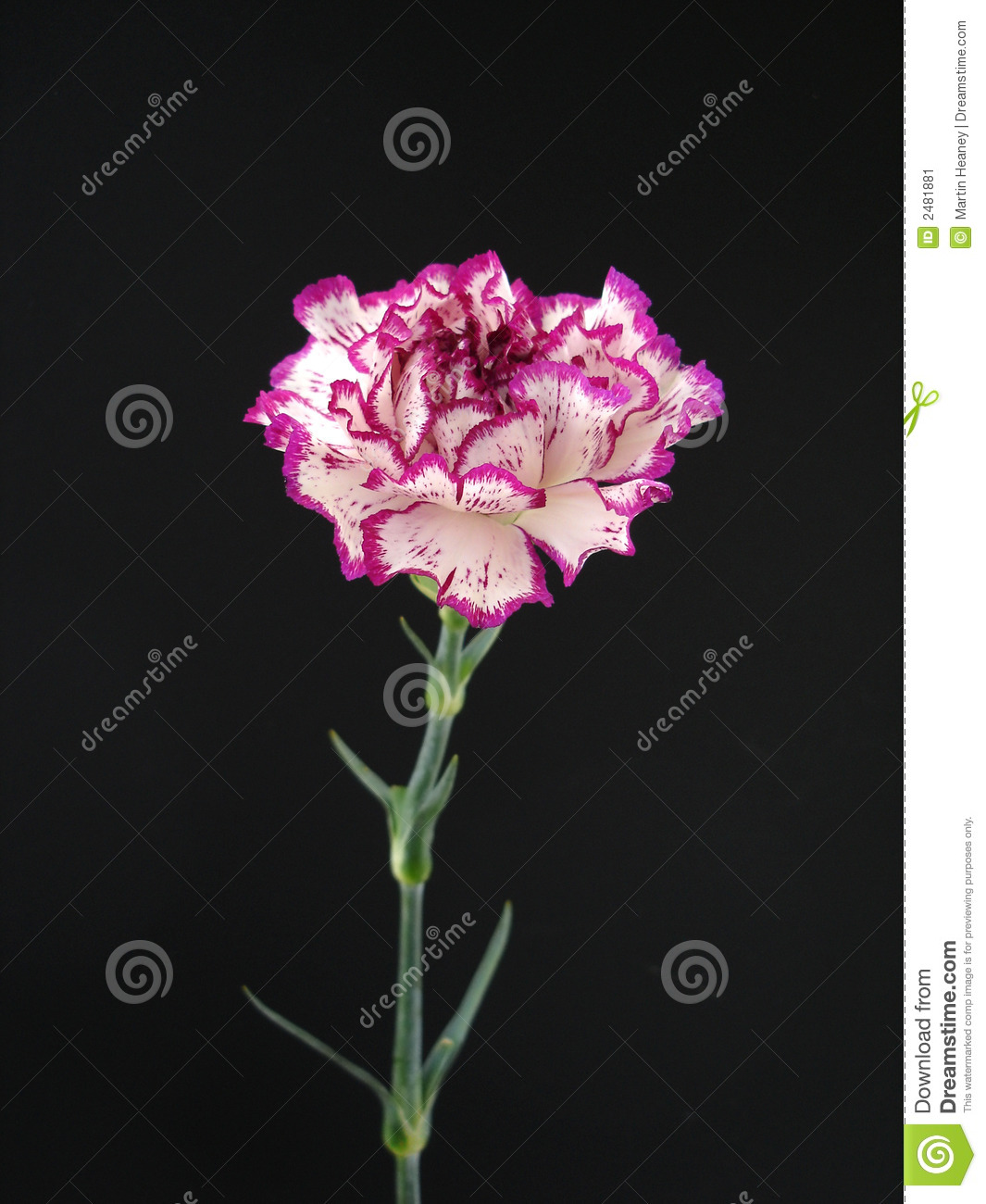 White And Purple Carnation Stock Image   Image  2481881