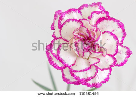 White Purple Carnation  Dianthus Caryophyllus  Against A White