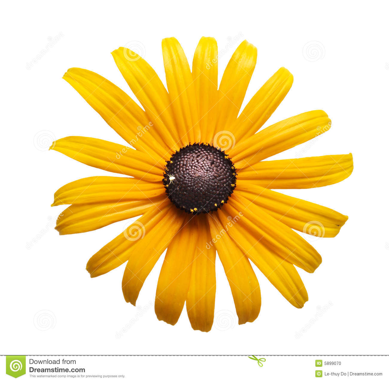 Yellow Black Eye Susan Flower Head Isolated On White Clipping Path