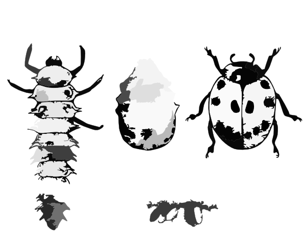 Bugs Clip Art   Vector Clip Art Online Royalty Free   Public Domain