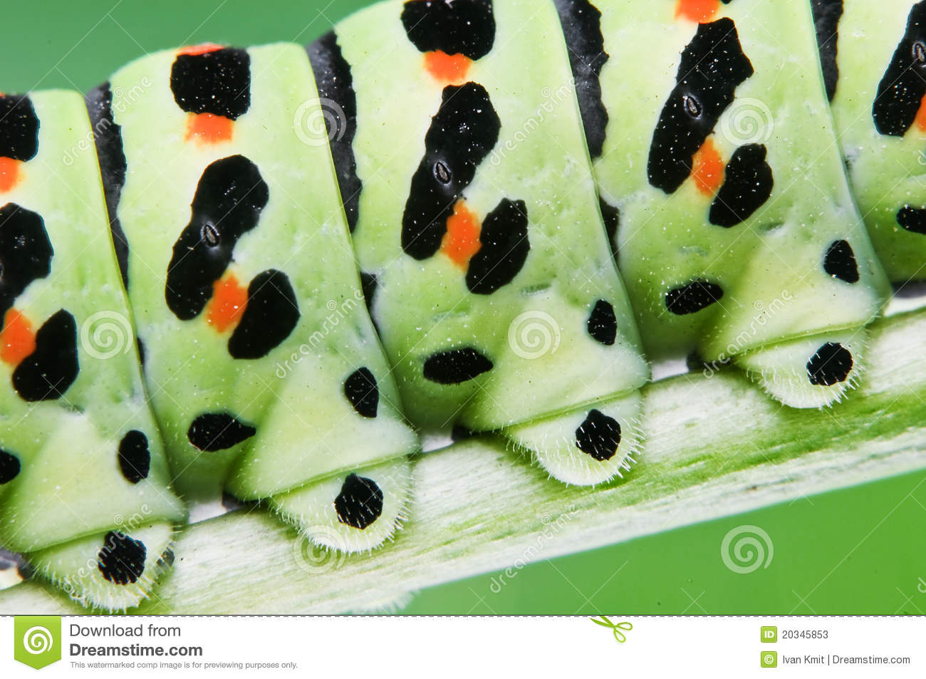 Green Larva Legs Close Up