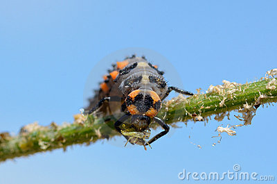 Ladybug Larva Eating Aphid Stock Photo   Image  19879210