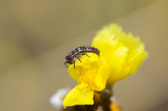 Ladybug Larva On The Yellow Flower Stock Photos
