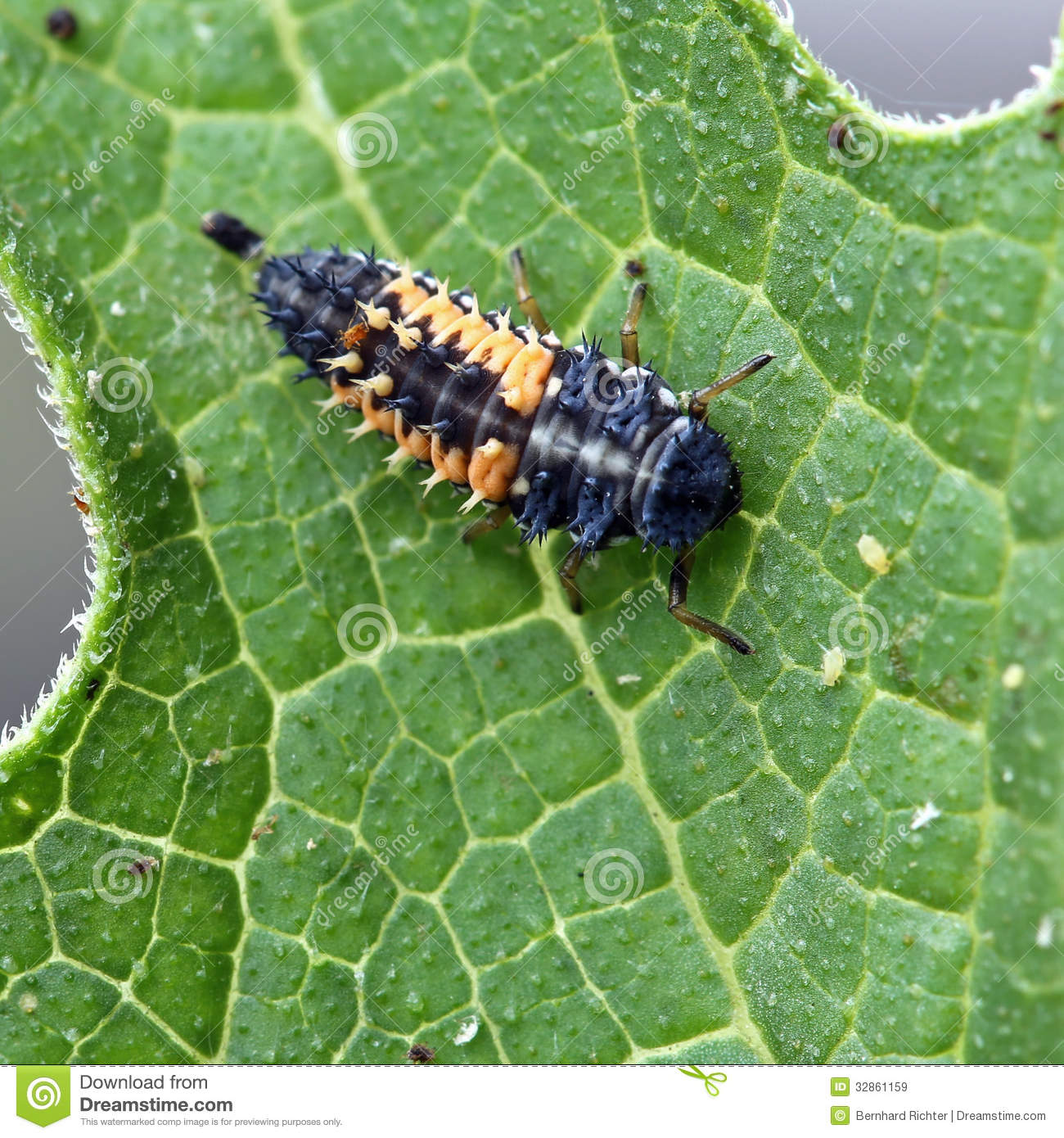 Ladybug Larva Royalty Free Stock Images   Image  32861159