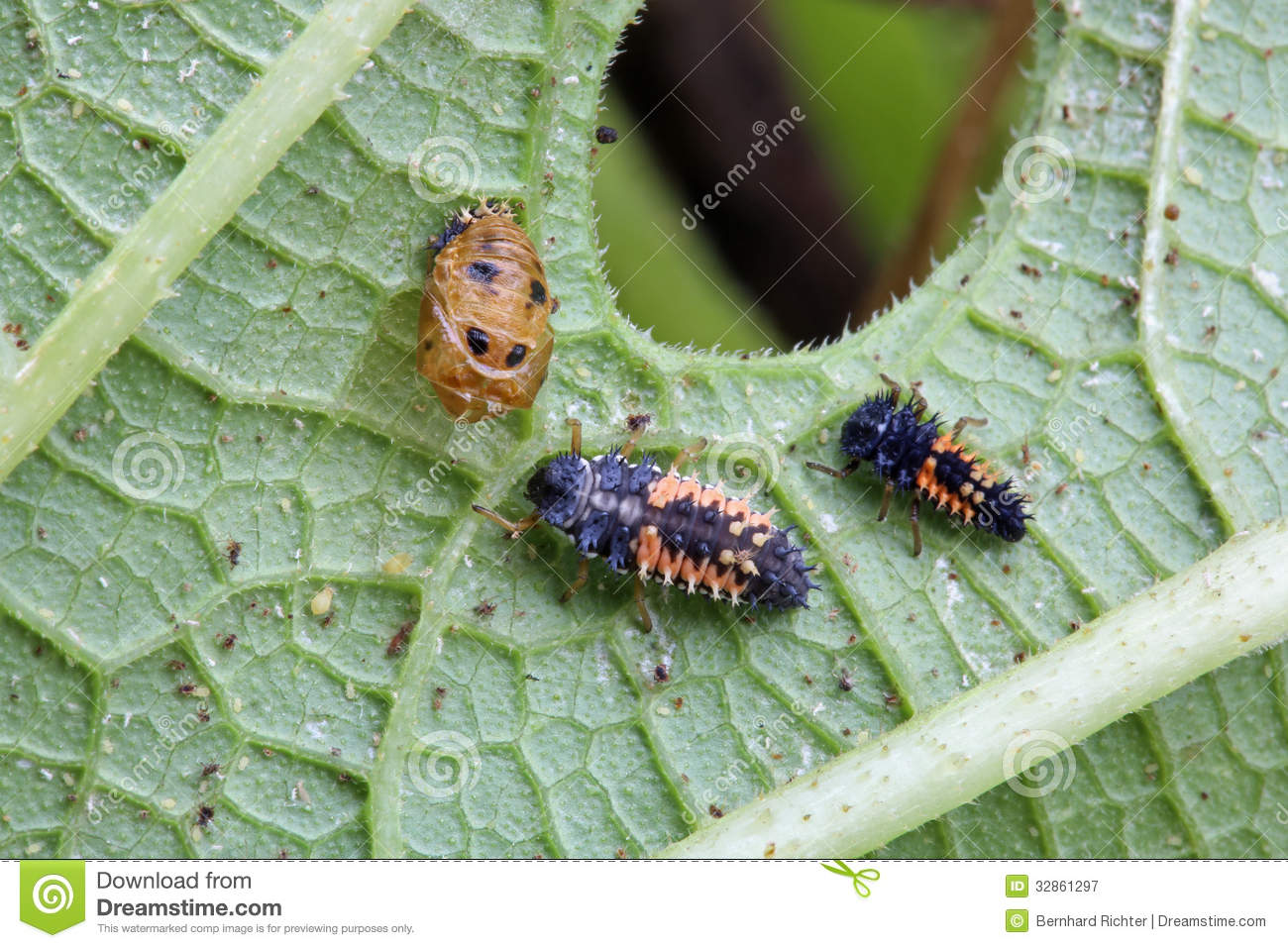 Ladybug Larva Royalty Free Stock Photography   Image  32861297