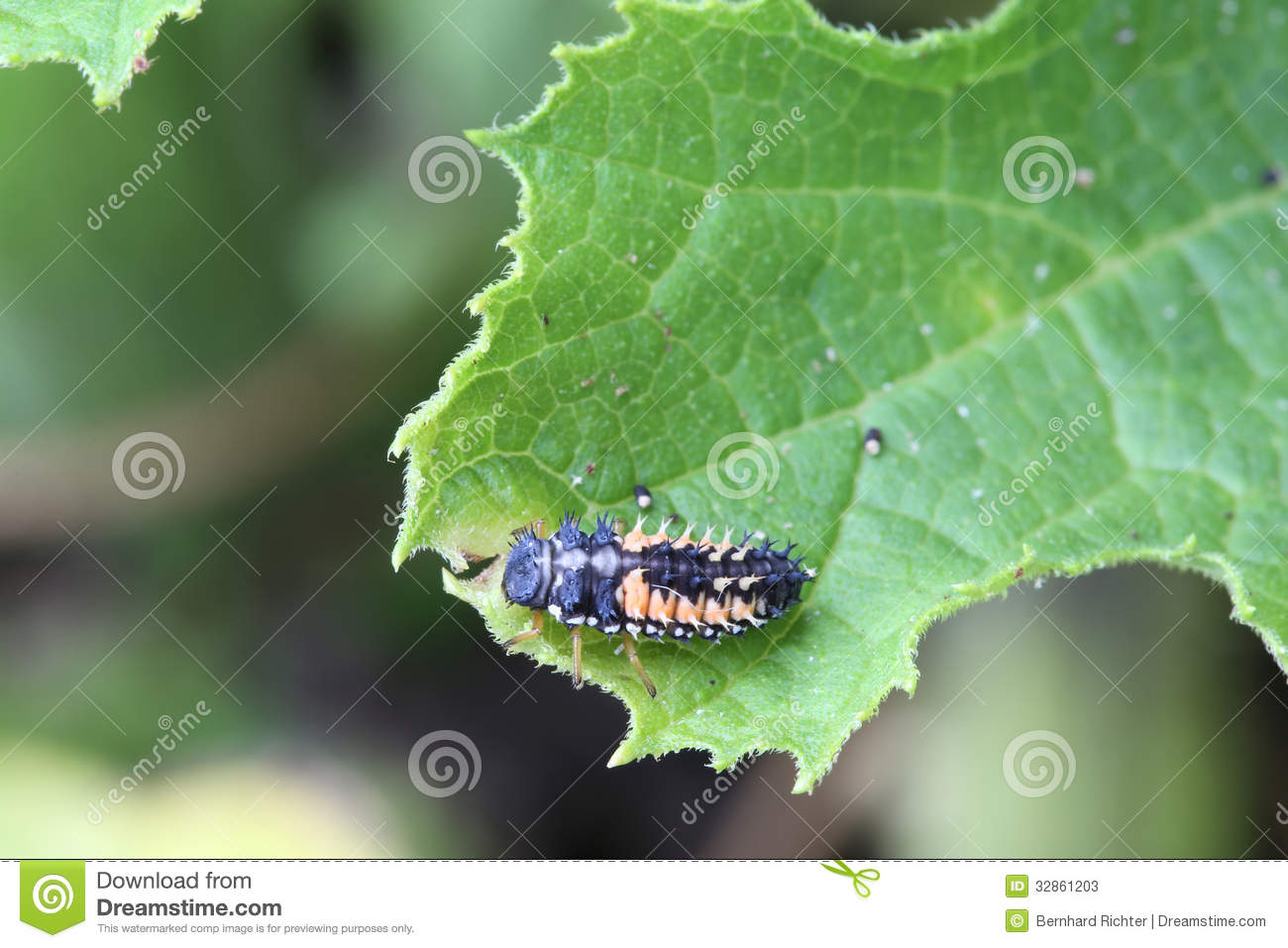 Ladybug Larva Stock Photos   Image  32861203