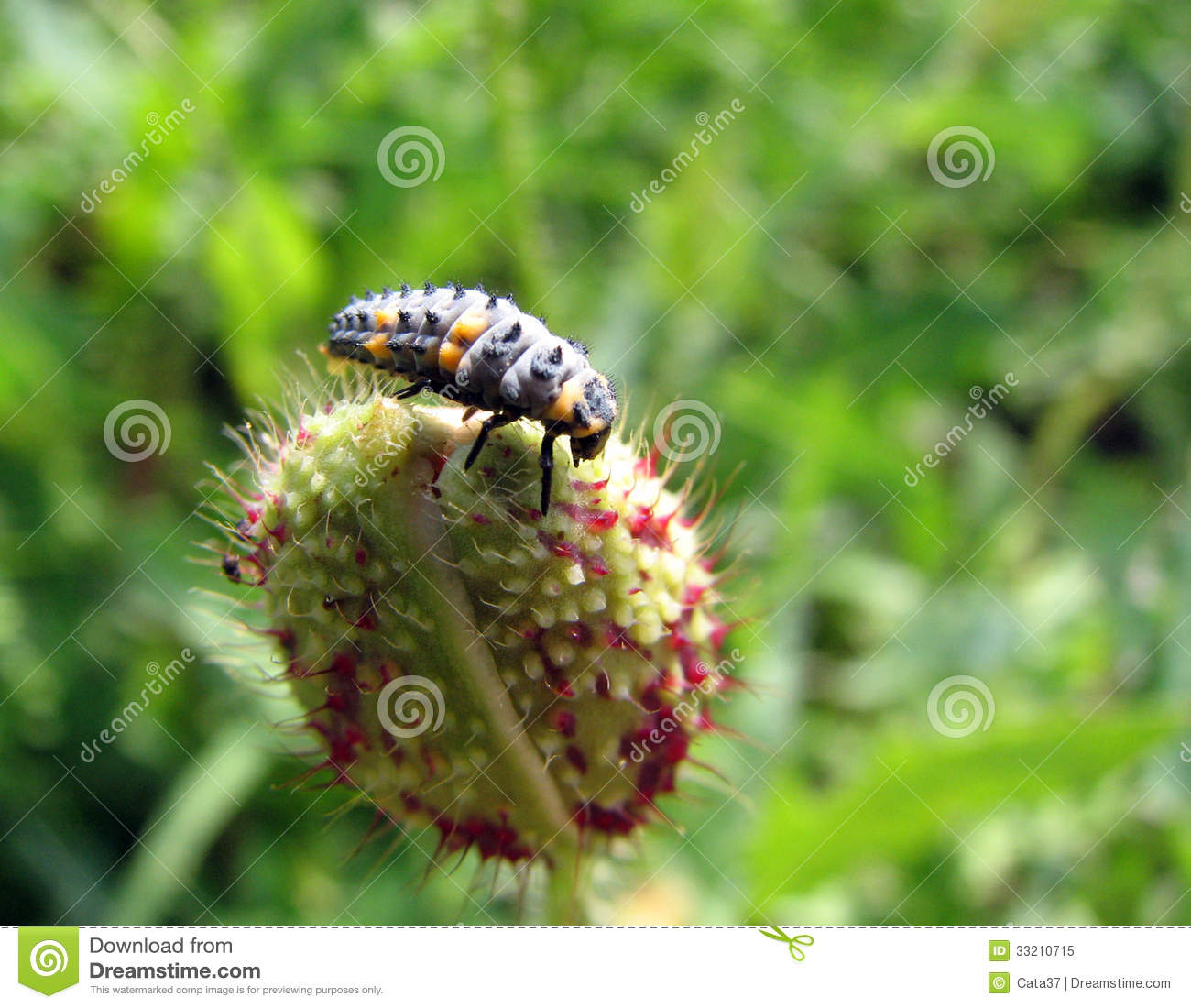 Ladybug Larvae Royalty Free Stock Photo   Image  33210715