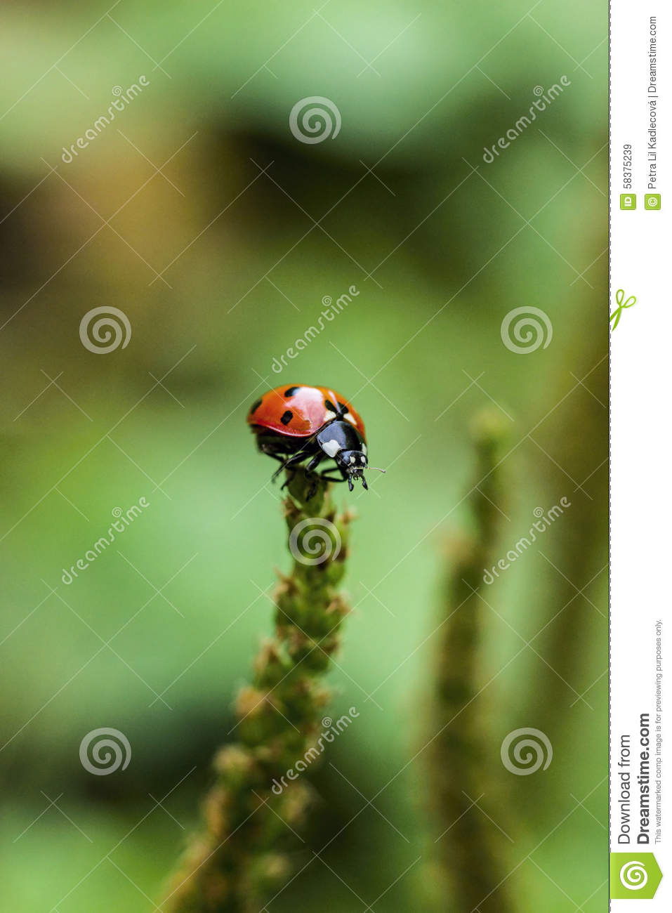 Ladybug On Stem With Green Background
