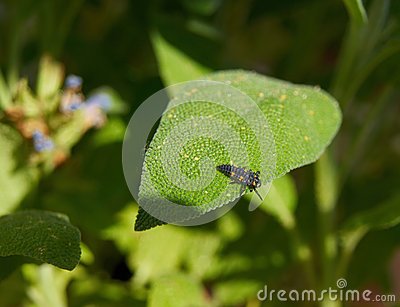 Larva Of Native European Species Seven Spotted Ladybug   Coccinella
