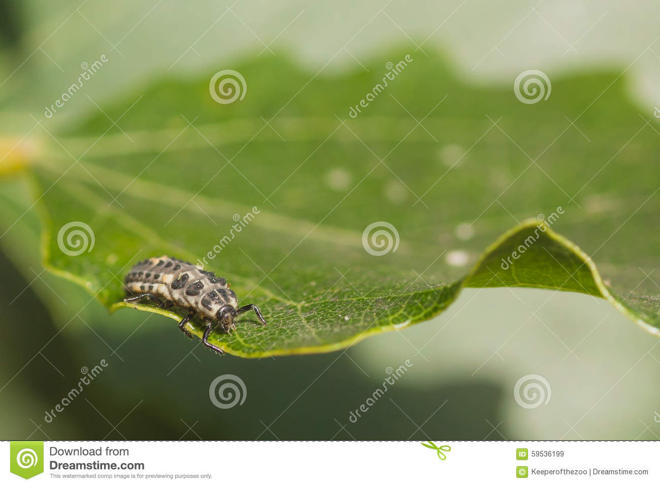 Macro Of A Ladybug Larvae On A Leaf