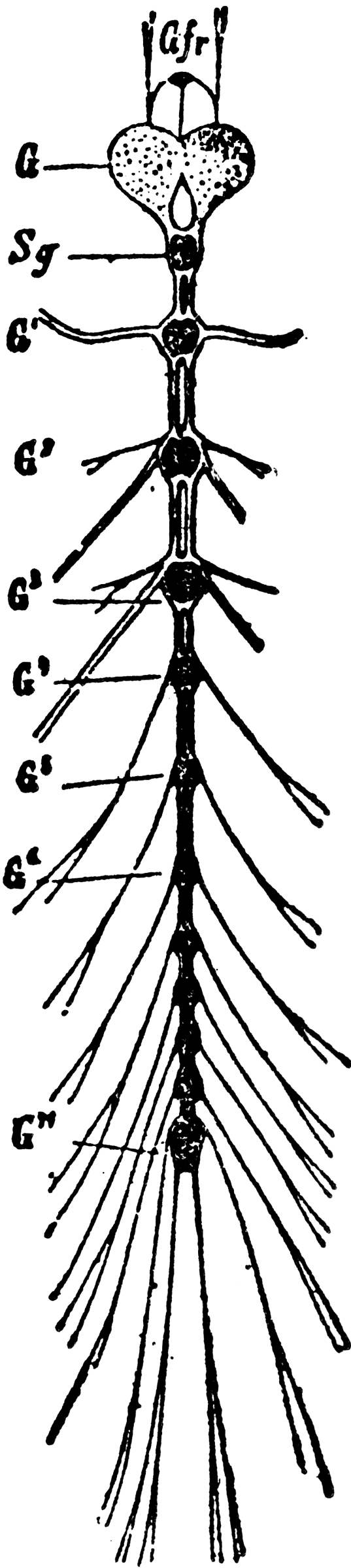 Nervous System Of A Ladybug Larva   Clipart Etc