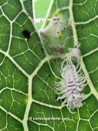 White Ladybug Larvae White Ladybug Larvae
