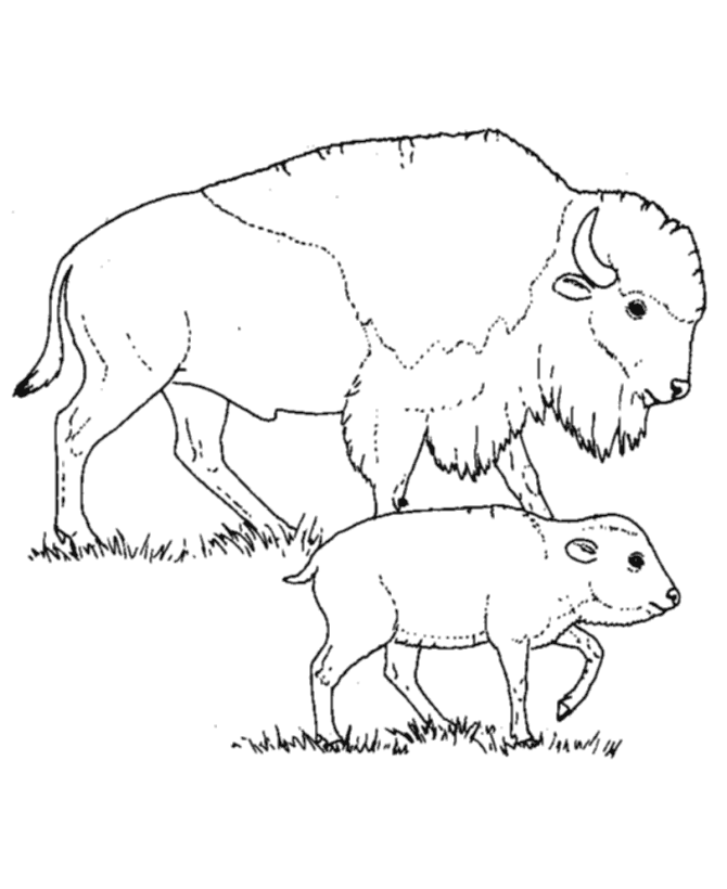 Baby Buffalo Coloring Pages   The Coloring Pages