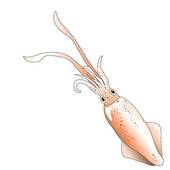 Calamari Stock Illustrations   Gograph