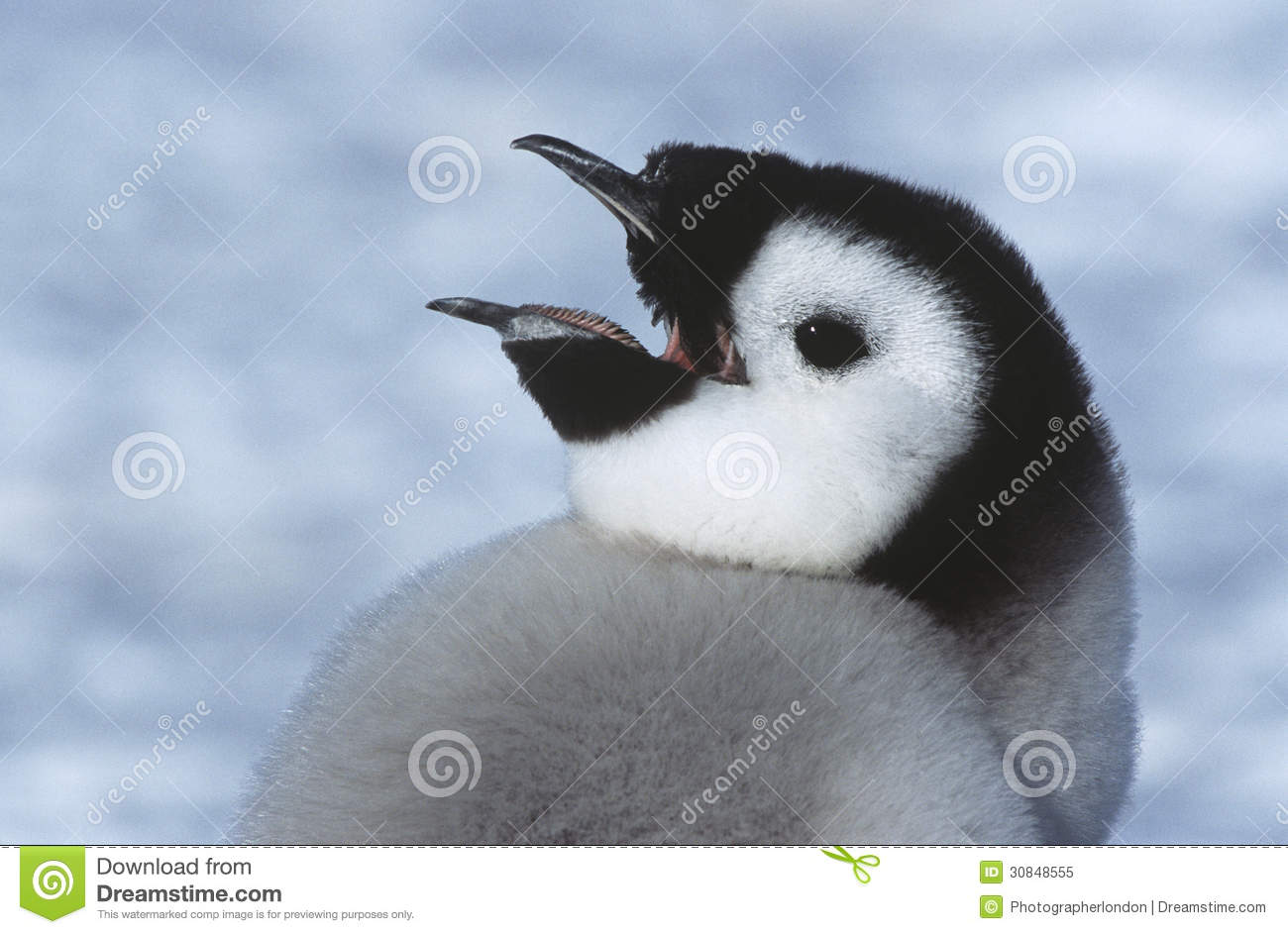 Close Up Of Juvenile Emperor Penguin With Open Beak Royalty Free Stock
