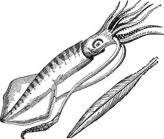 Common Calamari   Clipart Etc