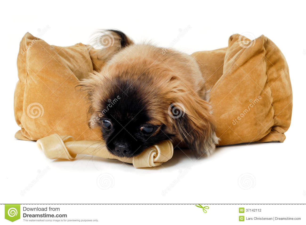 Puppy Dog Is Eating Bone In Dog Bed  Taken On A White Background