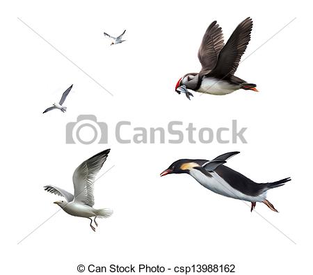 Stock Illustration   Flying Birds  Seagull Puffinn Penguin   Stock