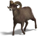Big Horn Sheep Aries Royalty Free Stock Images