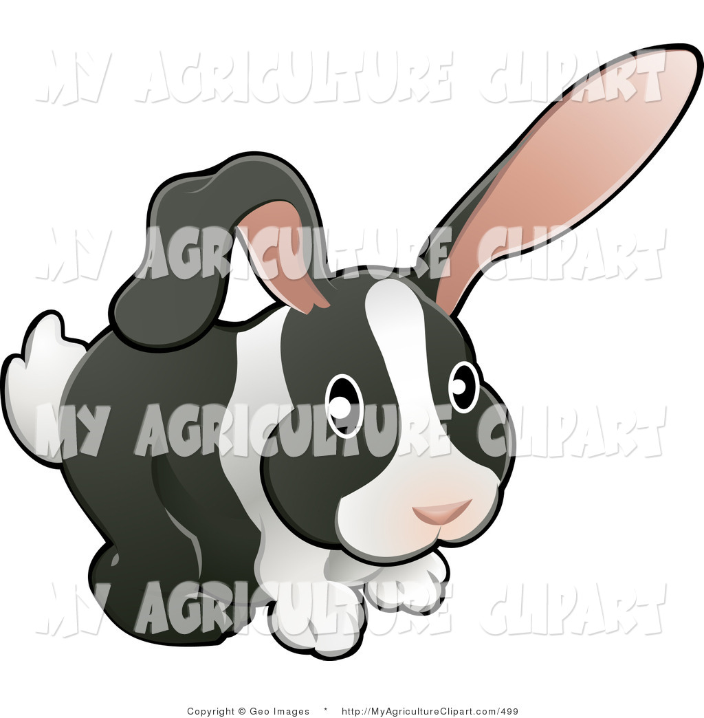 Black And White Dutch Bunny Rabbit With Pink Ears One Floppy And One    