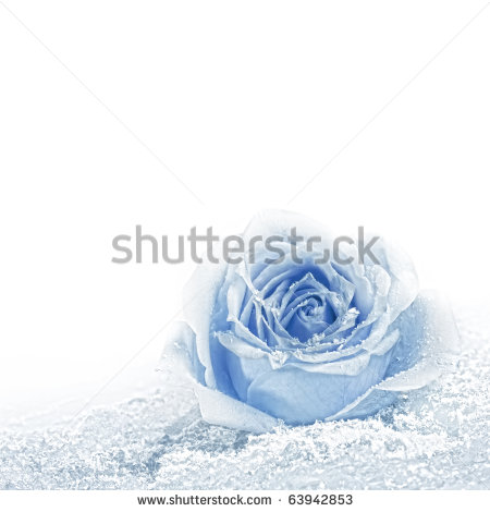 Blue Rose Covered With Snow  Space For Text    Stock Photo
