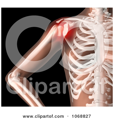Clipart 3d Female Skeleton With Highlighted Shoulder Pain   Royalty    