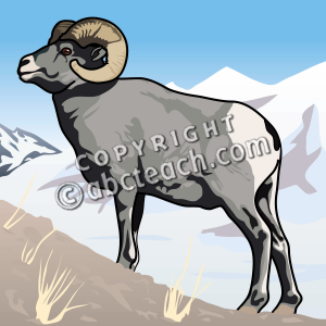 Illustration Snow West Mammal Horns Sheep Color Animal Bighorn Clip