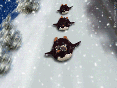 Penguins Penguin Sledding Winter Snow Snowing Sleds Sled Funny Lol