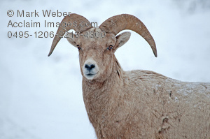      Pictures Big Horn Sheep Clipart   Big Horn Sheep Stock Photography
