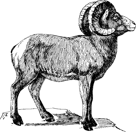 Search Terms  Sheep Sheep Cartoon Sheep Head
