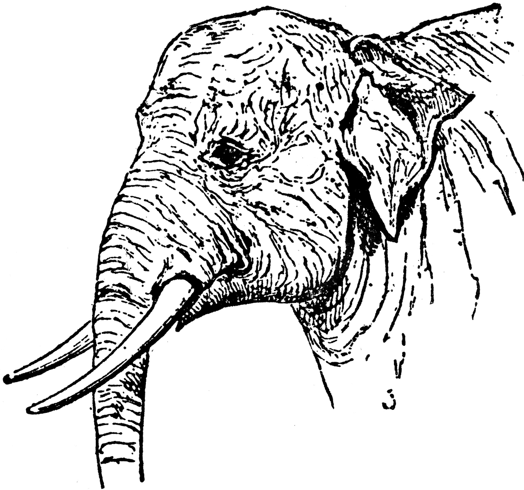 Indian Elephant Clip Art Image Search Results