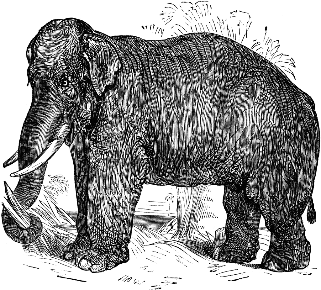 Indian Elephant   Clipart Etc