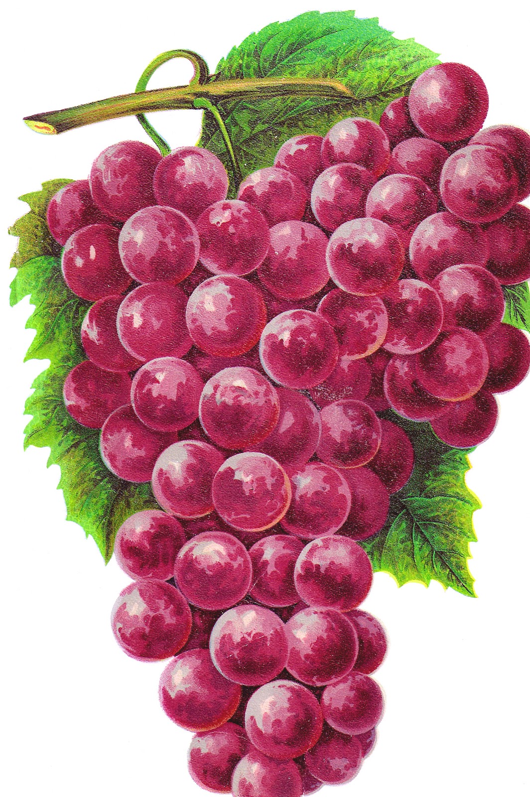 Antique Images  Free Clip Art Of Fruit   Vintage Graphic Of Purple    