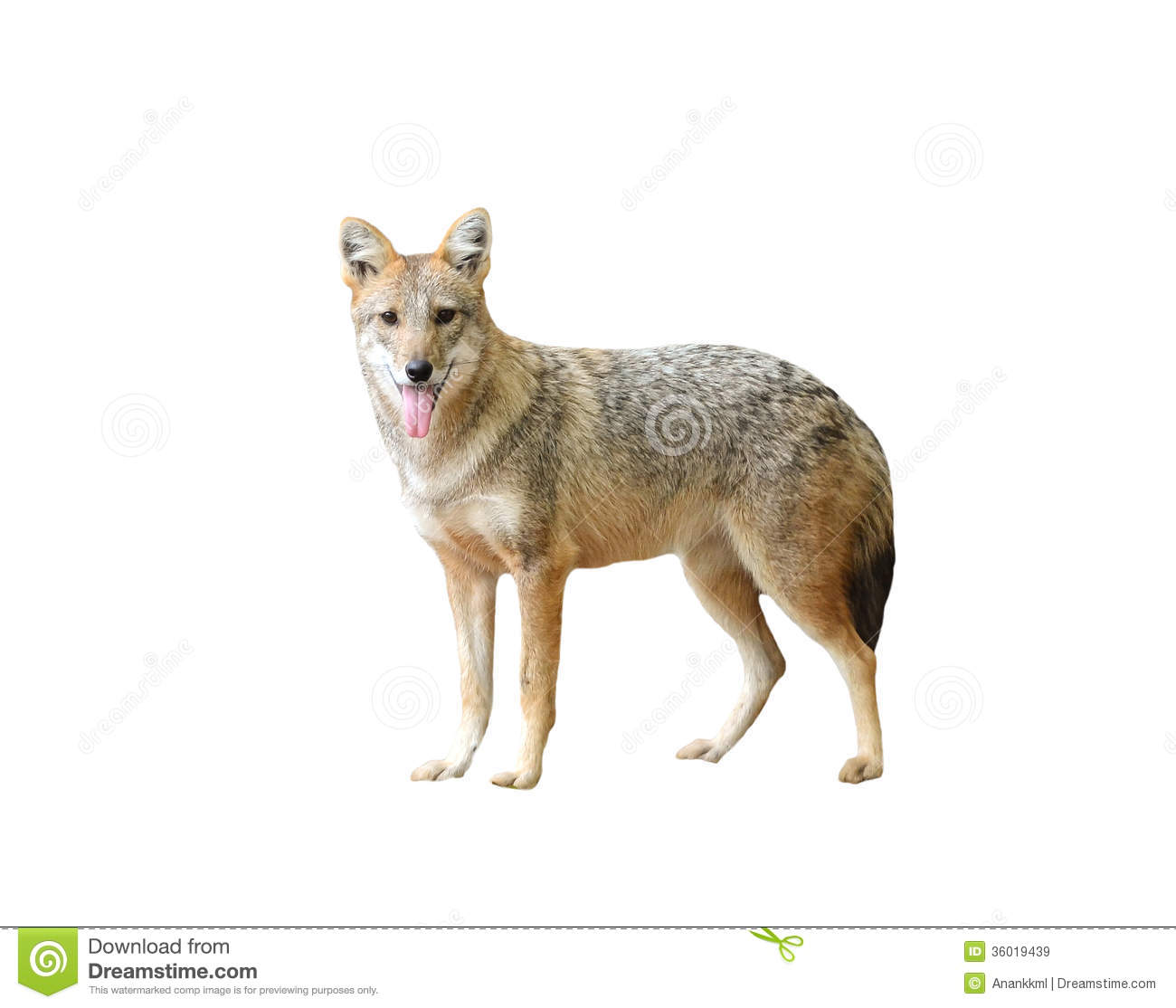 Golden Jackal Isolated Royalty Free Stock Images   Image  36019439