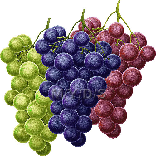 Grapes Clipart Picture   Large