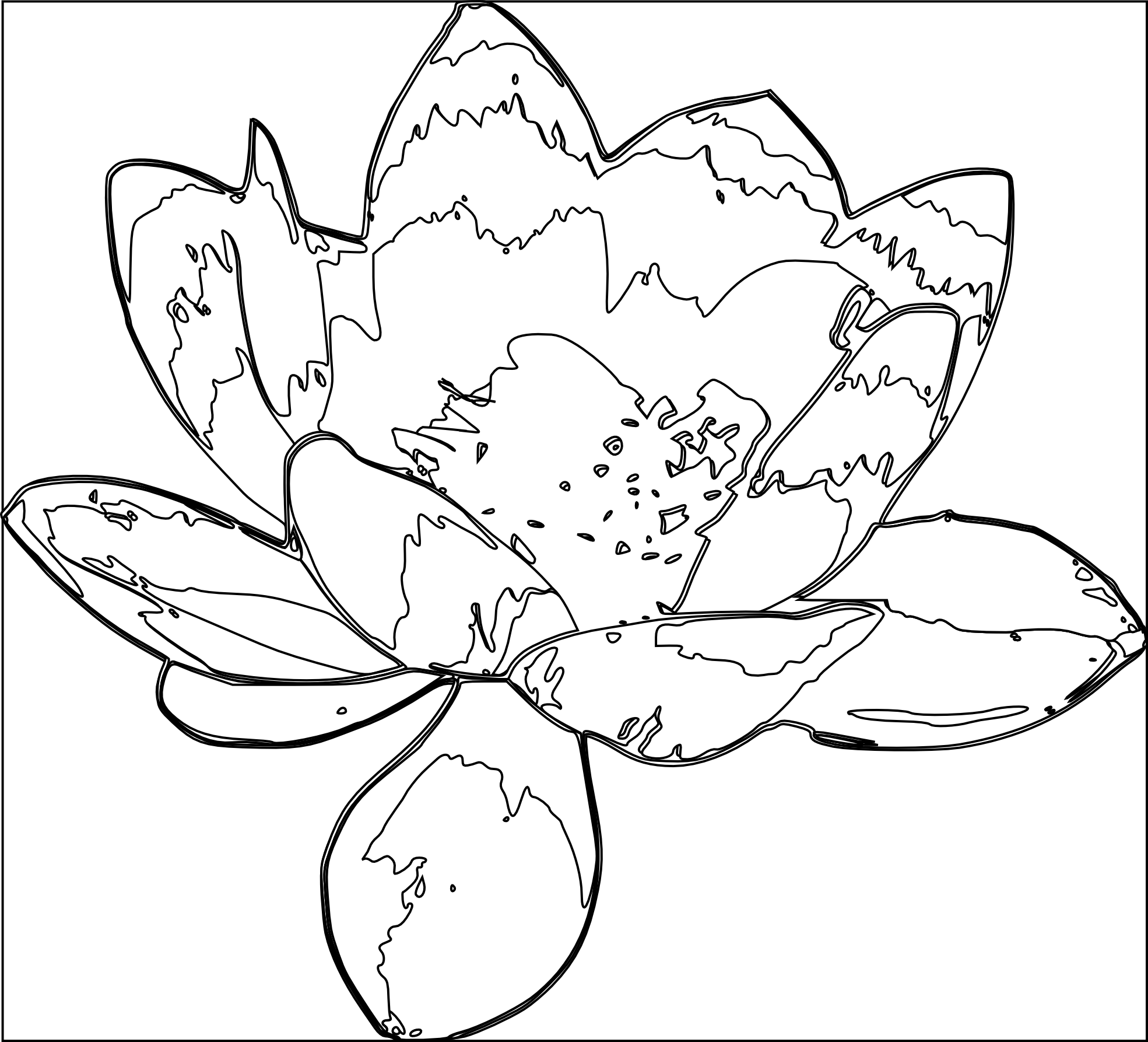 Lotus Flower Black White Line Art Coloring Book Colouring Xanthochroi